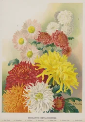 Dekorative Chrysanthemen